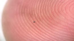  Биоинженеры создали самых маленьких автономных роботов в мире