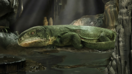 Окаменелость возрастом 289 миллионов лет показала, как появились ребра