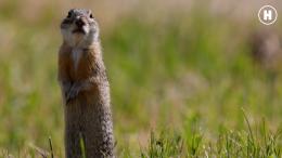 Крапчатый суслик - право на жизнь