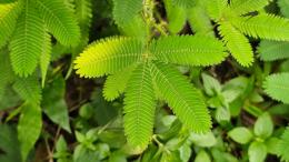 мимоза стыдливая, листья, растение