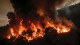 лесной пожар