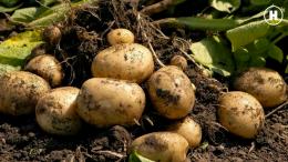 Снимай науку.Растениеводство.Мульчирование картофеля.